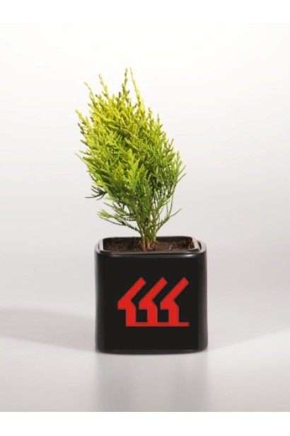 Кипарисовик Лавсона Еректа Ауреа контейнер Р9