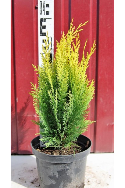 Кипарисовик Лавсона Еректа Ауреа С3 30-40 см