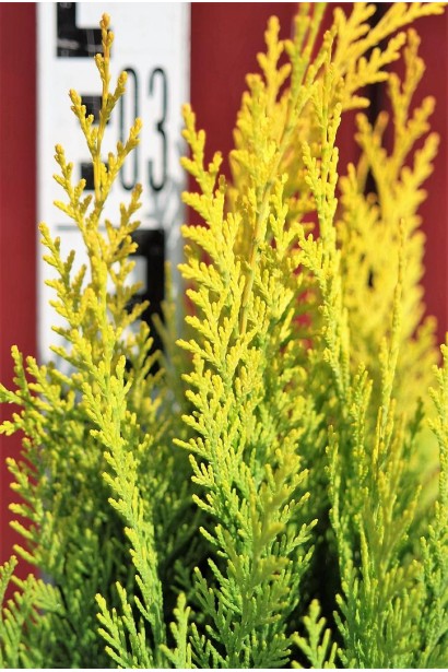 Chamaecyparis lawsoniana Erecta Aurea