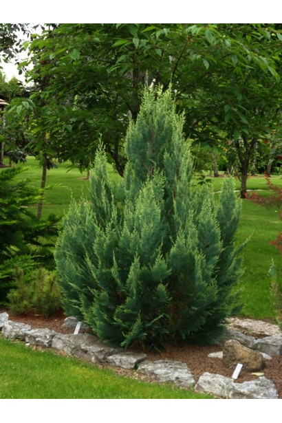 Кипарисовик Лавсона Вайт Спот