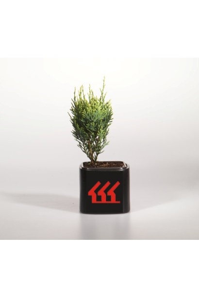 Кипарисовик Лавсона Вайт Спот контейнер Р9 / 0,5 л