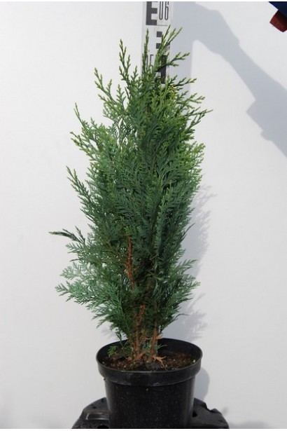 Кипарисовик Вайт Спот в горщику 3 л 40-60 см