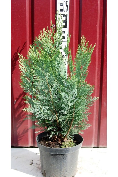 Кипарисовик Вайт Спот С3 40-50 см