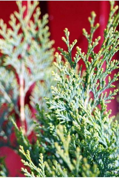 Кипарисовик White Spot луската хвоя