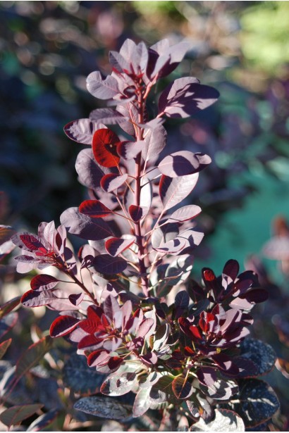 Cotinus coggygria Royal Purple (Smoke tree)