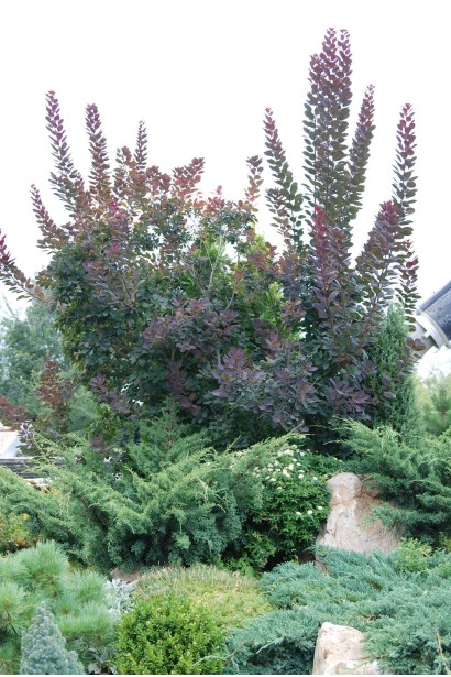 Кущ скумпії шкіряної на клумбі