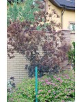 Скумпія шкіряна Роял Перпл | Скумпия кожевенная Роял Пёрпл | Cotinus coggygria Royal Purple (Smoke tree)