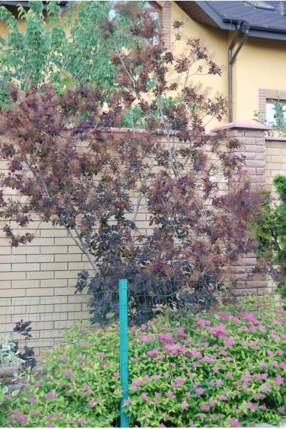 Кущ скумпії Роял Перпл