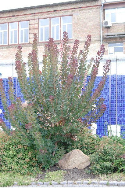 Садова скумпія з фіолетовими листям