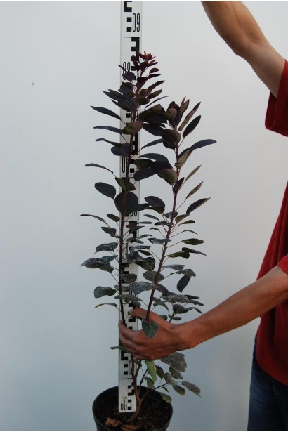 Скумпія шкіряна Роял Перпл