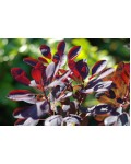Скумпия кожевенная Роял Пёрпл | Cotinus coggygria Royal Purple (Smoke tree) | Скумпія шкіряна Роял Перпл