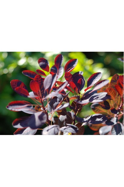 Листя скумпії Роял Перпл