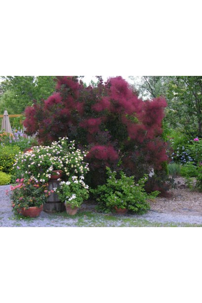 Скумпія шкіряна в саду