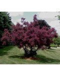 Скумпія шкіряна Роял Перпл | Скумпия кожевенная Роял Пёрпл | Cotinus coggygria Royal Purple (Smoke tree)