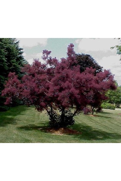 Кущ скумпії Роял Перпл