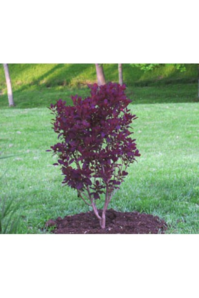 Фіолетова скумпія шкіряна