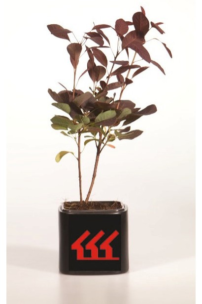 Саджанець скумпії Роял Перпл в садовому цунтрі