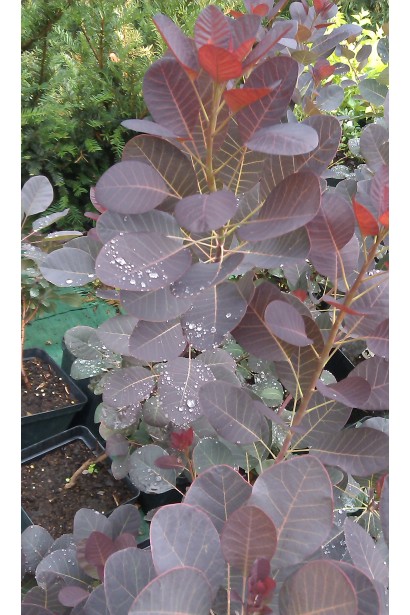 Кущ з пурпуровими листям