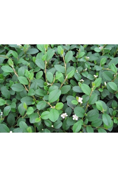 Кизильник Major