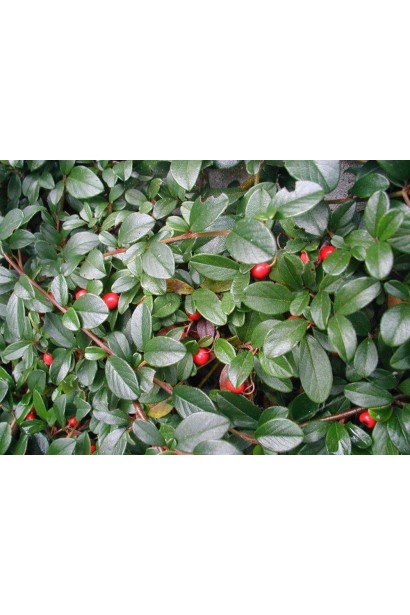 Cotoneaster dammeri Major