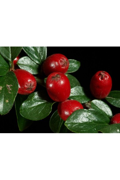 Яскраво-червоні кулясті ягоди кизильника Майор