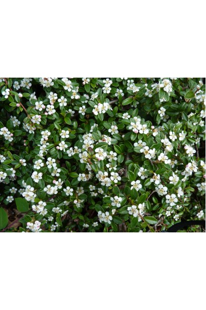 Кизильник Даммера Майор цвітіння білими квітами