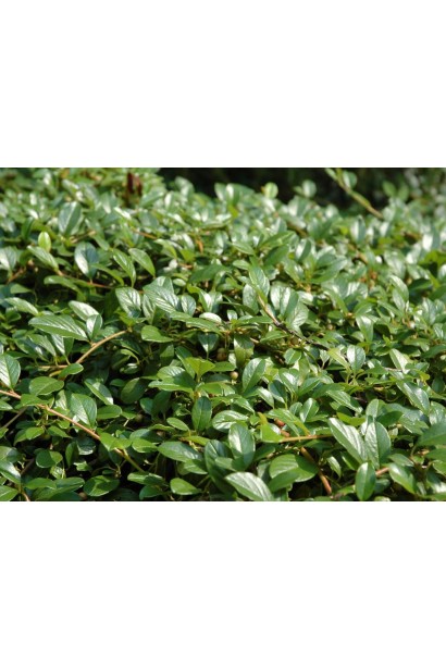 Кизильник Даммера Майор темно-зелене блискуче листя