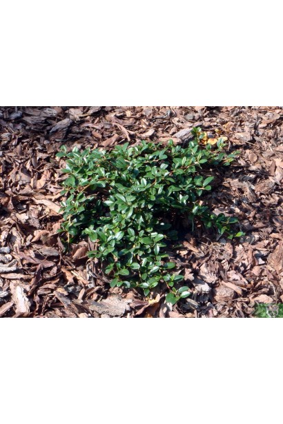 Кизильник Даммера Майор сланкий кущ