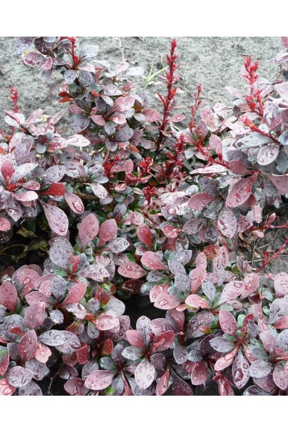 Berberis thunbergii Darts Red Lady