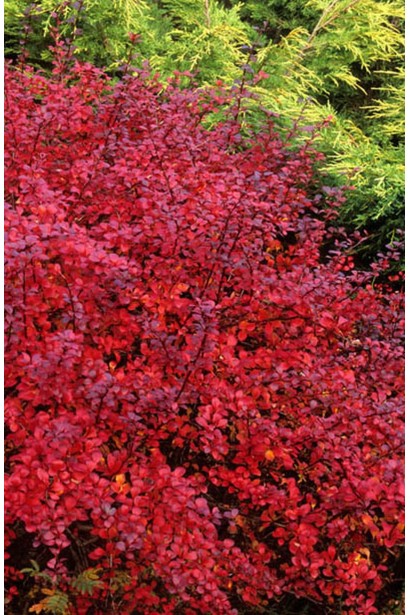 Барбарис Дартс Ред Леді червоний