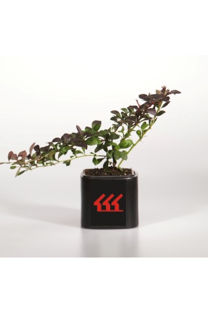 Барбарис Тунберга Дартс Ред Леді в горщику