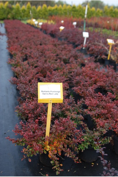 Барбарис Тунберга Дартс Ред Леді в садовому центрі