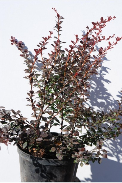 Барбарис Тунберга Дартс Ред Леді саджанець