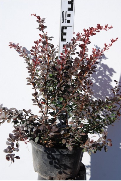 Барбарис  Дартс Ред Леді листя