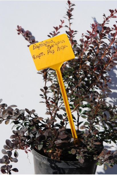 Барбарис Тунберга Дартс Ред Леді