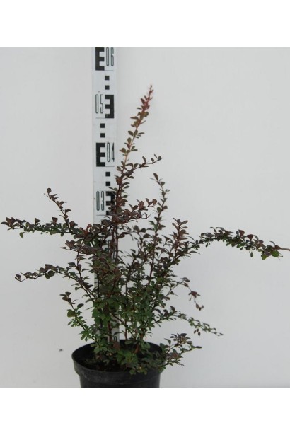 Барбарис Дартс Ред Леді в контейнері 3 л