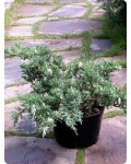 Можжевельник китайский Экспанса Вариегата | Ялівець китайський Експанса Варієгата | Juniperus chinensis Expansa Variegata