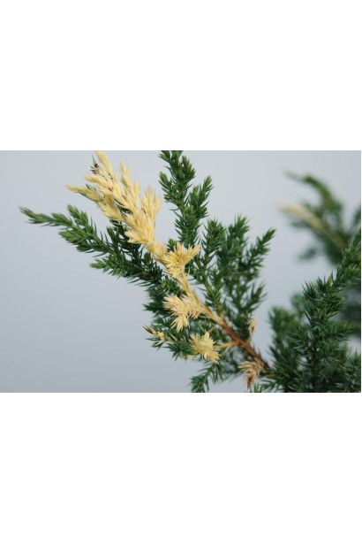 Ялівець строкатий Експанса Варієгата 