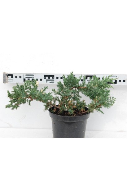 Ялівець низькорослий Експанса Варієгата 