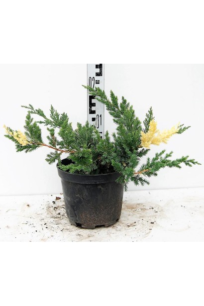 Ялівець Експанса Варієгата