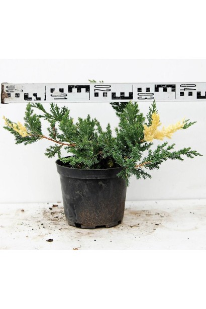 Ялівець Експанса Варієгата - діаметр крони 40-50 см