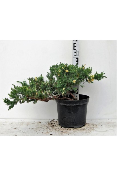 Ялівець Експанса Варієгата - висота 20-30 см
