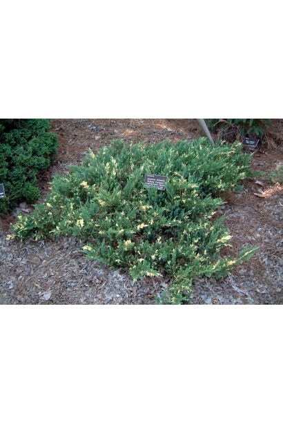 Ялівець сланкий Експанса Варієгата