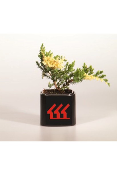 Ялівець китайський Експанса Варієгата саджанець Р9