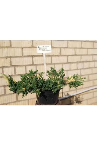 Ялівець китайський Експанса Варієгата