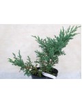 Можжевельник китайский Экспанса Вариегата | Ялівець китайський Експанса Варієгата | Juniperus chinensis Expansa Variegata