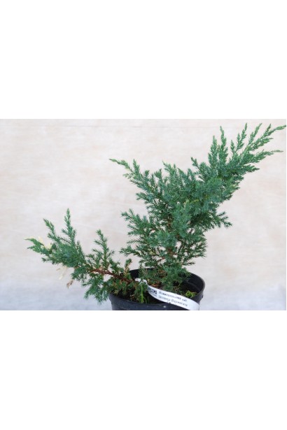 Juniperus chinensis Expansa Variegata