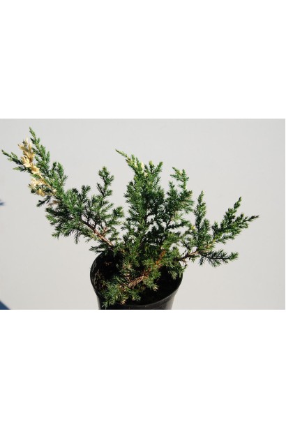 Ялівець китайський Expansa Variegata