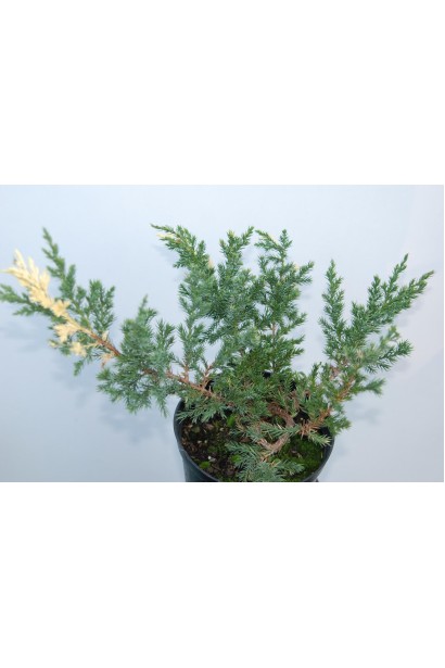 Ялівець китайський Експанса Варієгата - саджанець в горщику