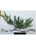 Ялівець китайський Експанса Варієгата | Можжевельник китайский Экспанса Вариегата | Juniperus chinensis Expansa Variegata